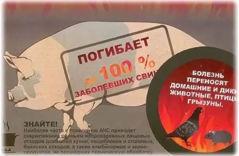 Памятка по АФРИКАНСКОЙ ЧУМЕ СВИНЕЙ